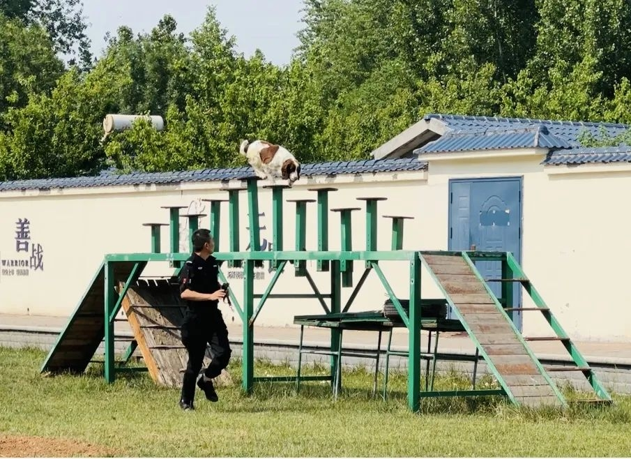 训导员带领警犬展示