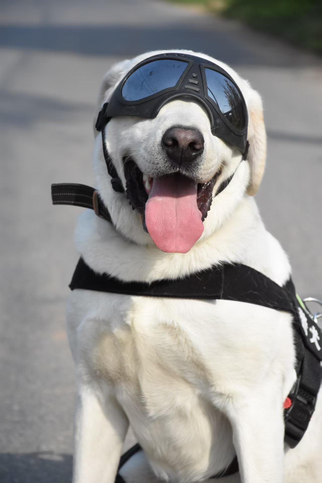 警犬与训导员工作场景